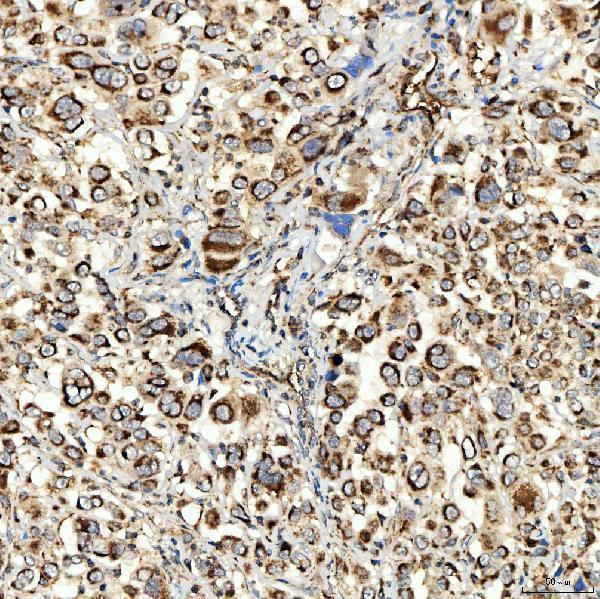  IHC analysis of NLRX1 using anti-NLRX1 antibody (A04980-3)