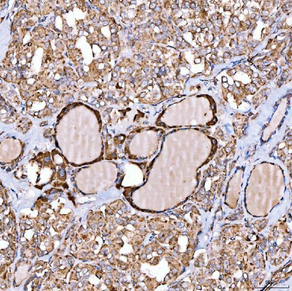 a04980 3 nlrx1 primary antibodies ihc testing 4
