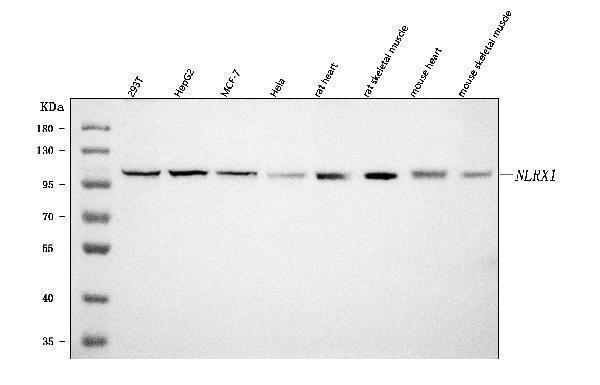  Western blot analysis of NLRX1 using anti-NLRX1 antibody (A04980-3)