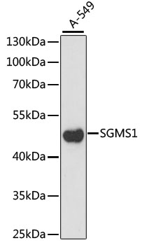 a04981 sgms1 primary antiboties wb testing 1