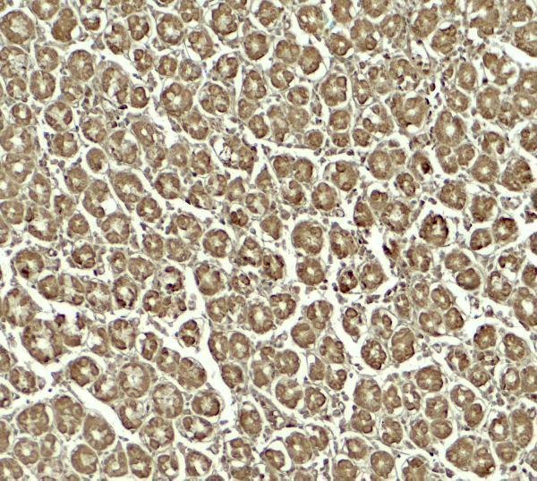a04982 skiv2l primary antibodies ihc testing 2