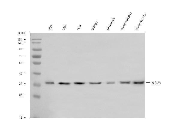  Western blot analysis of AIDA using anti-AIDA antibody (A04989-1)