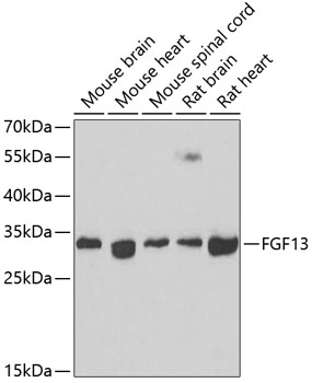 a04991 fgf13 primary antiboties wb testing 1