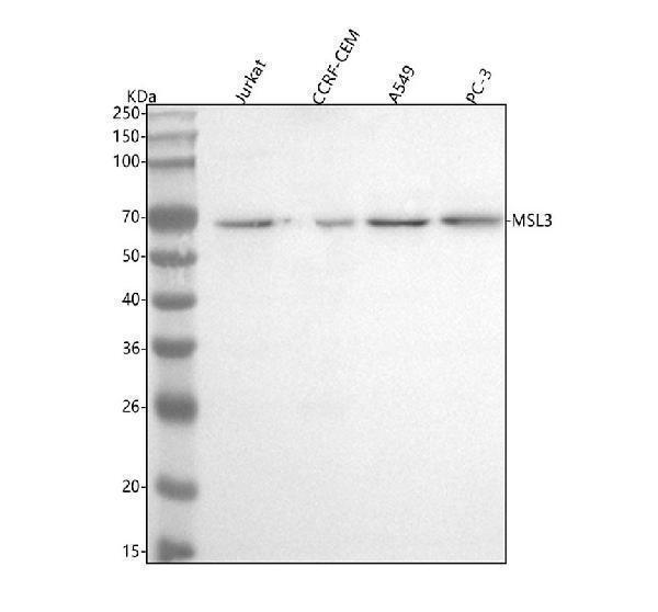 Western blot analysis of MSL3 using anti-MSL3 antibody (A04993-1)