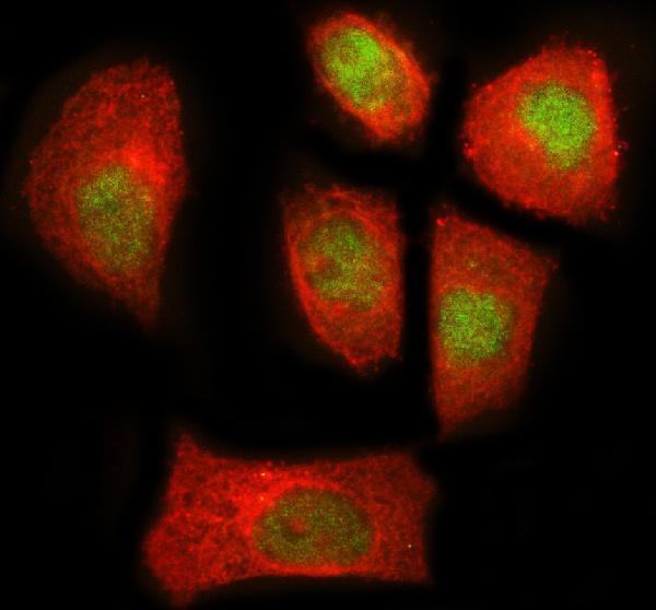 a04996 1 nek7 primary antibodies if testing 2