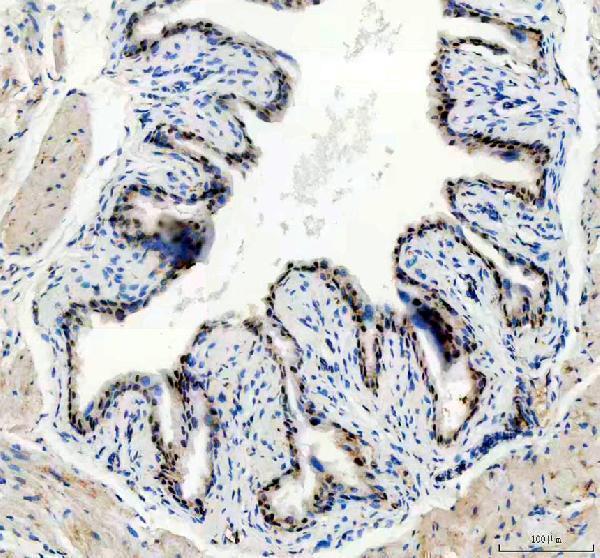 a04996 1 nek7 primary antibodies ihc testing 1