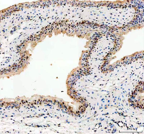 a04996 1 nek7 primary antibodies ihc testing 2