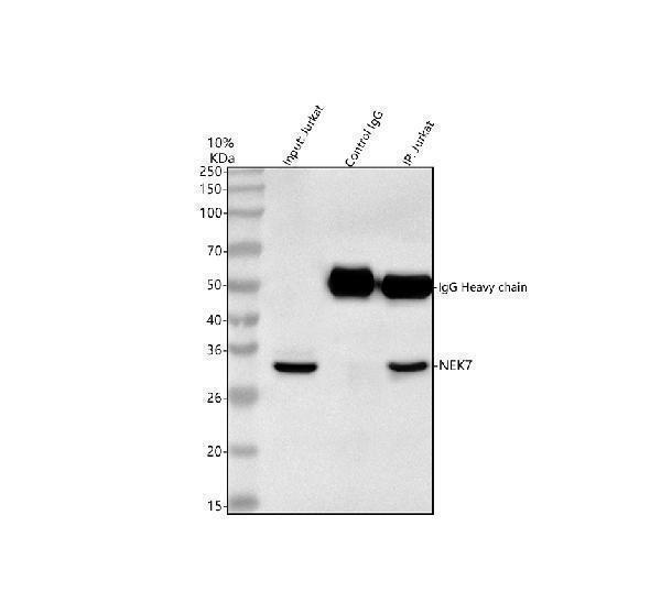 a04996 1 nek7 primary antibodies ip testing 3