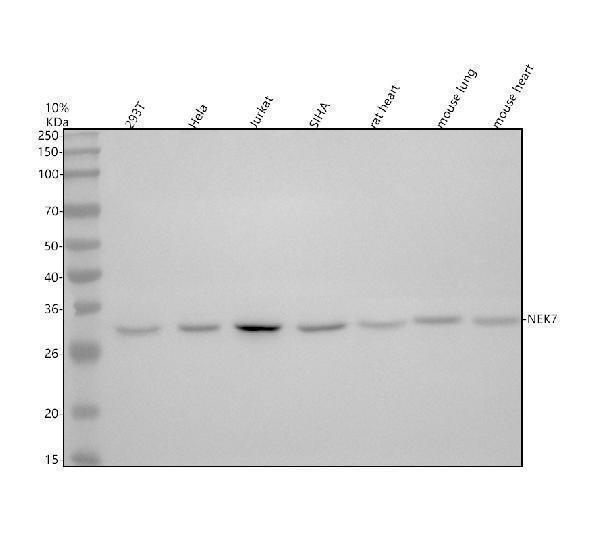 a04996 1 nek7 primary antibodies wb testing 1