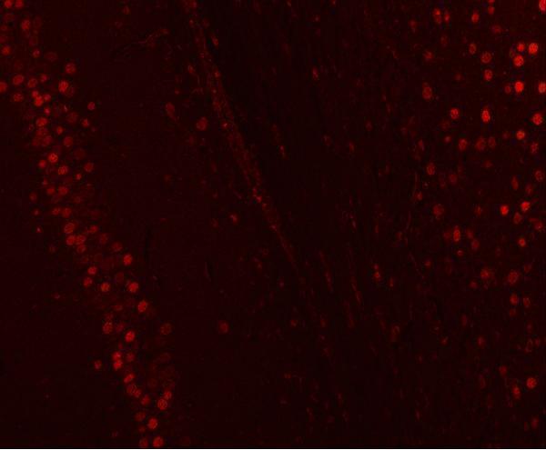 a04997 3 nucks1 primary antibodies if testing 8