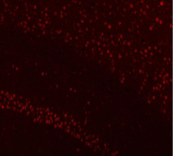 a04997 3 nucks1 primary antibodies if testing 9