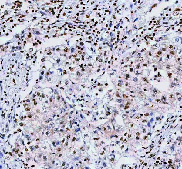 a04997 3 nucks1 primary antibodies ihc testing 4