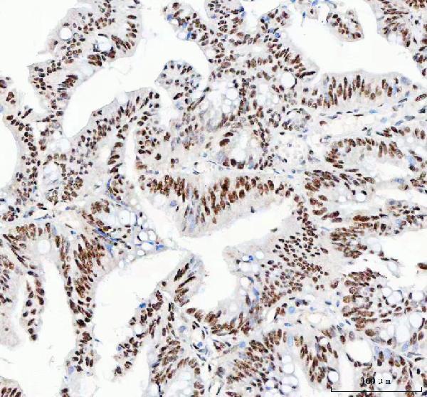 a04997 3 nucks1 primary antibodies ihc testing 5