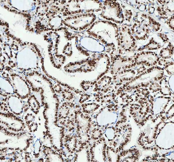 a04997 3 nucks1 primary antibodies ihc testing 6