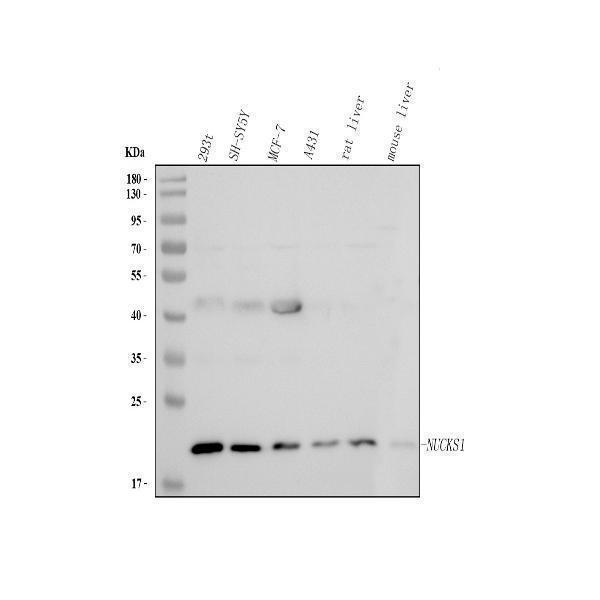  Western blot analysis of NUCKS1 using anti-NUCKS1 antibody (A04997-3)