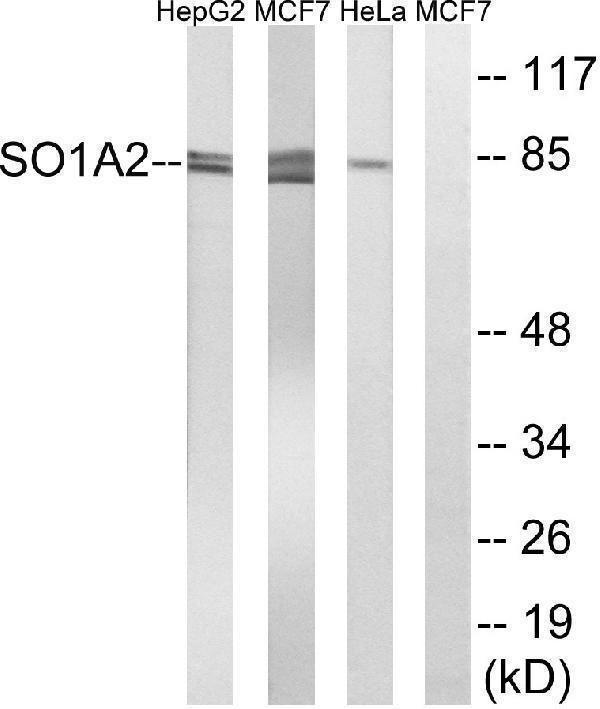 a05001 slco1a2 primary antibodies wb testing 1