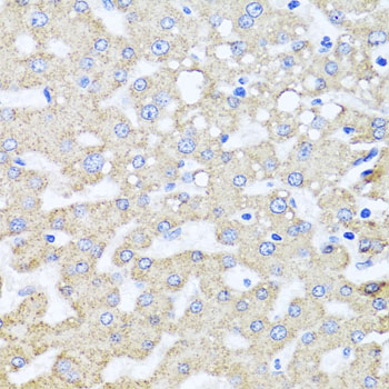 a05003 arl6 primary antiboties ihc testing 4