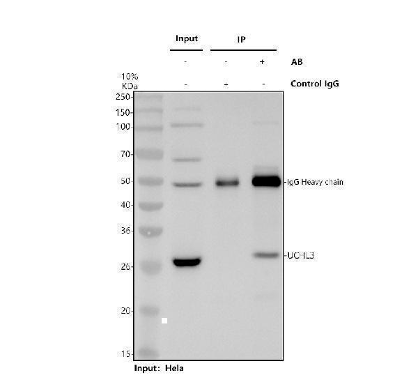 a05004 1 uchl3 primary antibodies ip testing 1