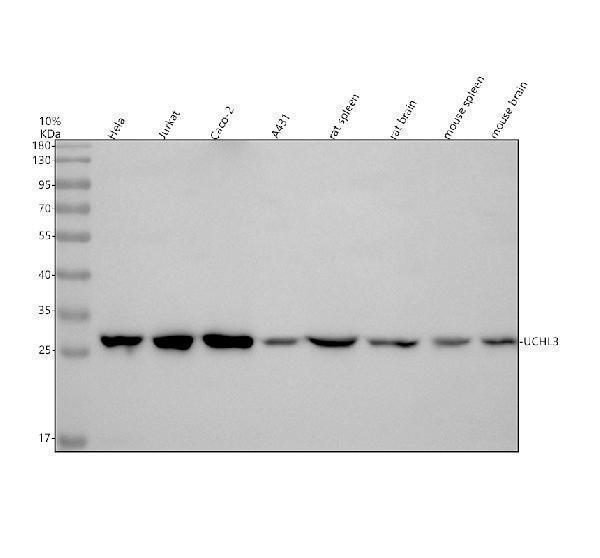 a05004 1 uchl3 primary antibodies wb testing 1