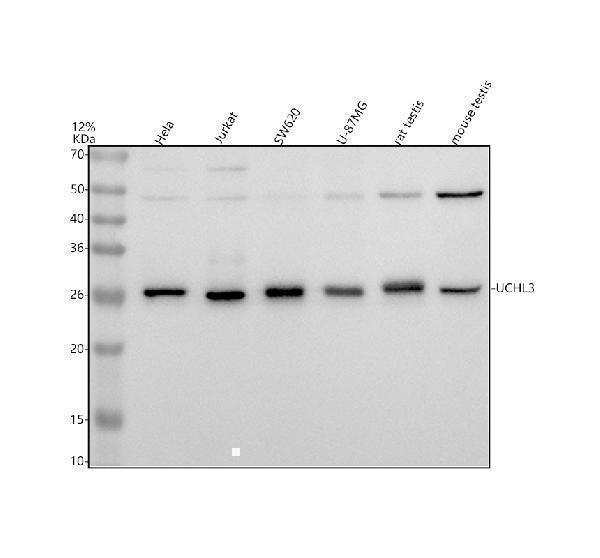 a05004 1 uchl3 primary antibodies wb testing 1_1