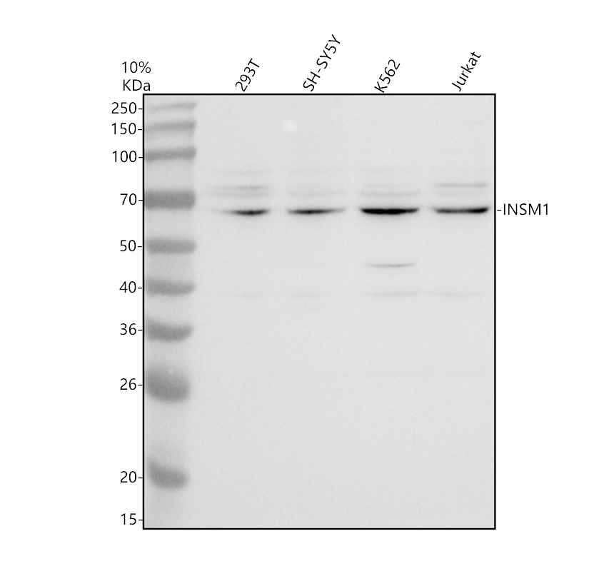 a05005 1 insm1 primary antibodies wb testing 1