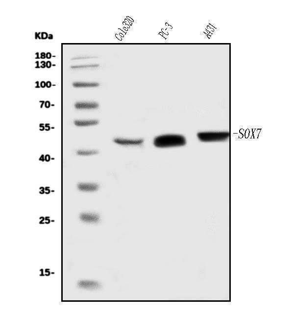 a05013 1 sox7 primary antibodies wb testing 1