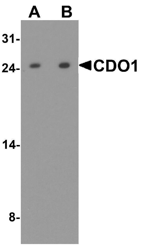 a05016 cdo1 primary antibodies wb testing 1