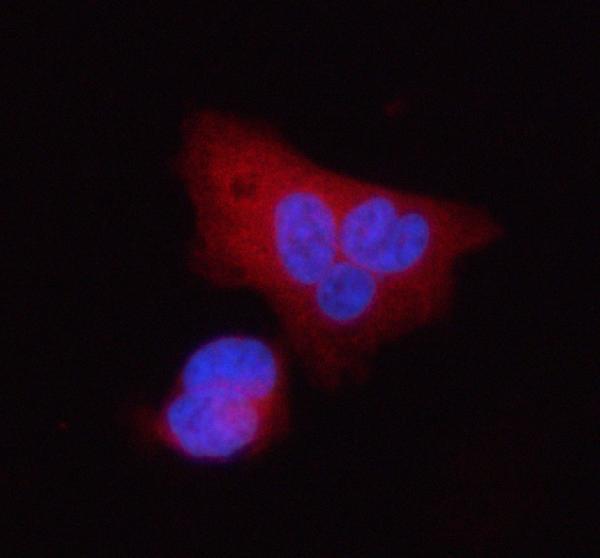 a05017 stc2 primary antibodies if testing 12