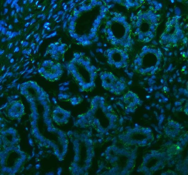 a05017 stc2 primary antibodies if testing 14