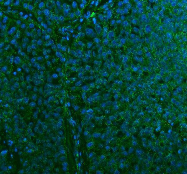 a05017 stc2 primary antibodies if testing 15