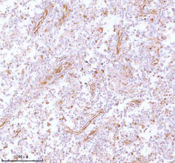 a05017 stc2 primary antibodies ihc testing 10