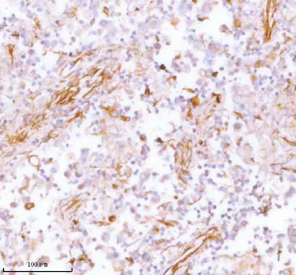 a05017 stc2 primary antibodies ihc testing 11