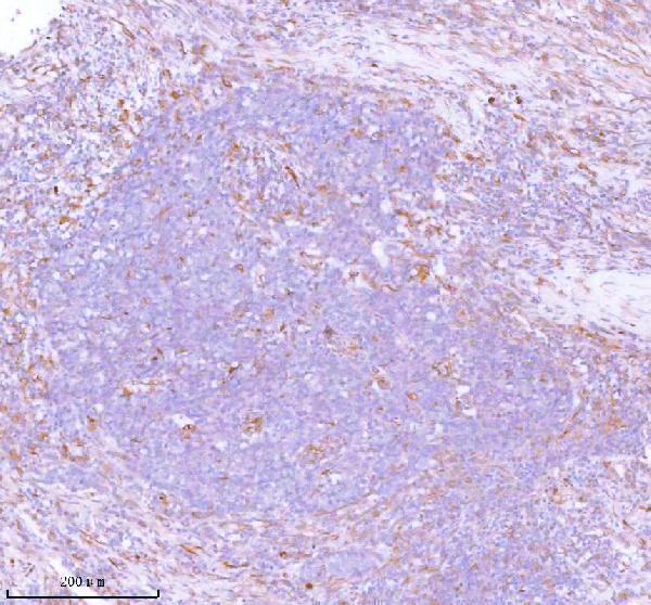 a05017 stc2 primary antibodies ihc testing 4