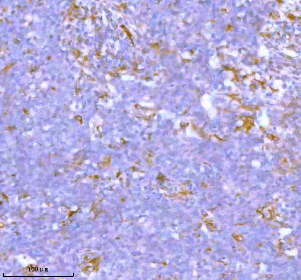 a05017 stc2 primary antibodies ihc testing 5