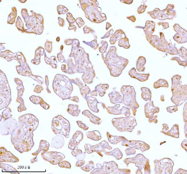 a05017 stc2 primary antibodies ihc testing 6