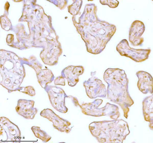 a05017 stc2 primary antibodies ihc testing 7