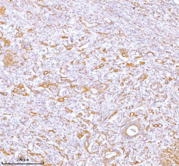 a05017 stc2 primary antibodies ihc testing 8