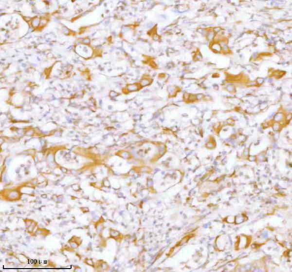 a05017 stc2 primary antibodies ihc testing 9
