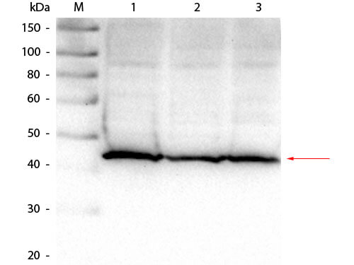 Western Blot of Goat anti-Aldolase Antibody