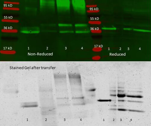 Anti aldolase antibody – Immunoprecipitation and Western Blot