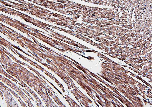 a05022 3 aldoa primary antibodies ihc testing 2