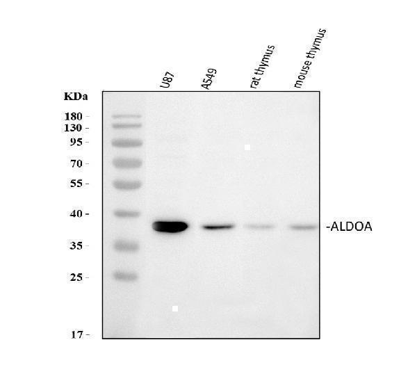a05022 3 aldoa primary antibodies wb testing 1