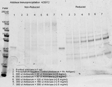 Immunoprecipitation  of rabbit anti Aldolase antiserum – Immunoprecipitation performed with 300 ul of antiserum and an equal volume of  varied amounts of purified aldolase diluted from a stock solution of ~2