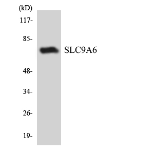 a05023 1 slc9a6 primary antibodies wb testing 1