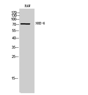 a05023 1 slc9a6 primary antibodies wb testing 2