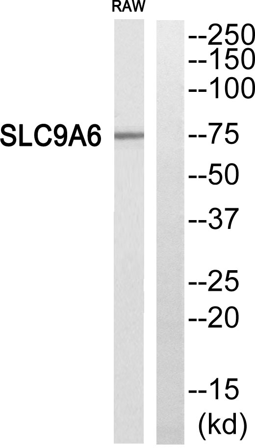 a05023 1 slc9a6 primary antibodies wb testing 3