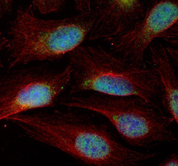 IF analysis of CXXC1 using anti-CXXC1 antibody (A05025-1) and anti-Alpha Tubulin antibody (M03989-3)