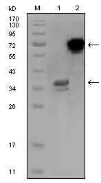 a05026 hps1 primary antibodies wb testing 1