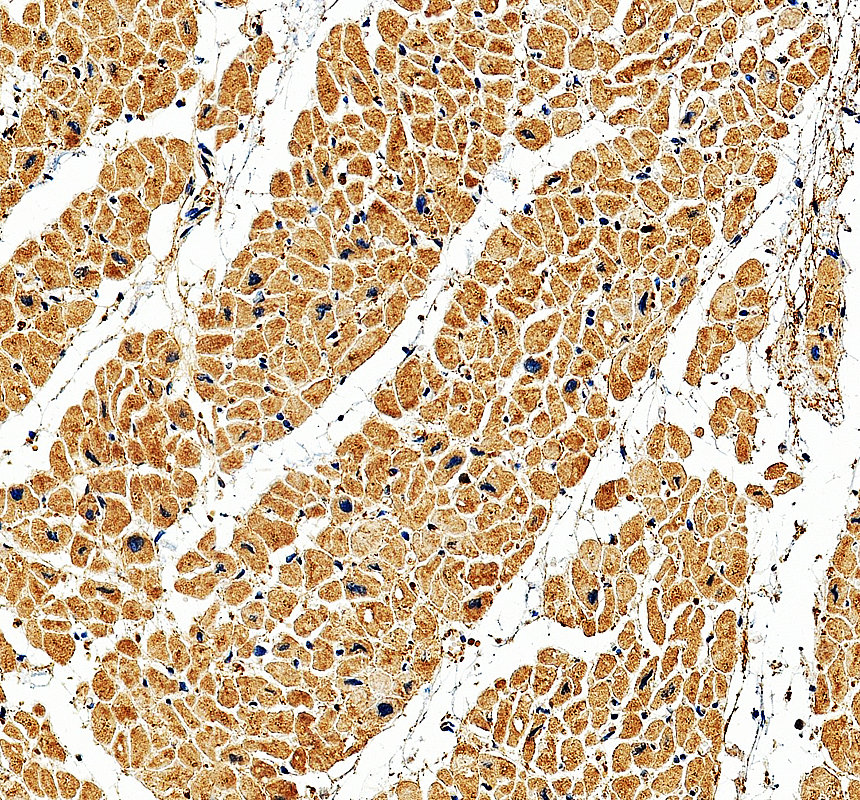 a05029 1 kank1 primary antibodies ihc testing 3