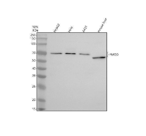 Western blot analysis of FMOD using anti-FMOD antibody (A05030-1)